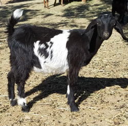 Mini Nubian Goats for sale In NM